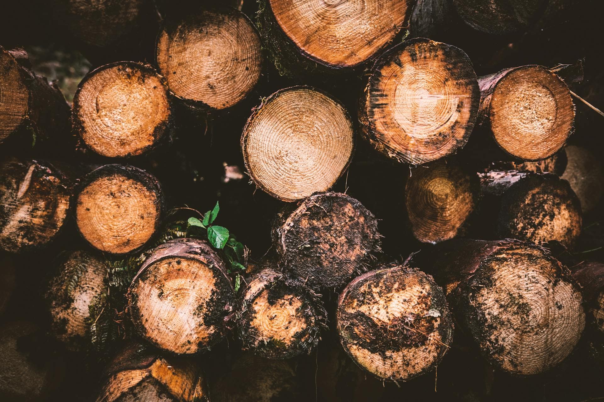 Stacked timber logs